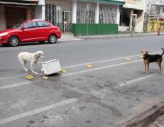 Perros callejeros Ecuador