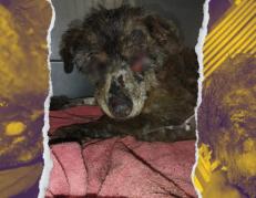 Maltrato animal - Quito - rescate
