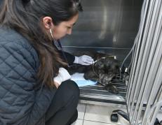 Maltrato animal - Quito - rescate - Maní