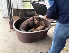 Maltrato animal - Quito - rescate