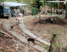 Una jauría de pitbulls hirió gravemente a un guardia de seguridad.