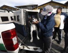 ANIMALES EN QUITO
