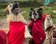 Los perritos Lucky Bienestar Animal