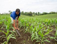 Agricultor