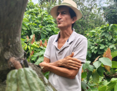 Cacao en Manabí.