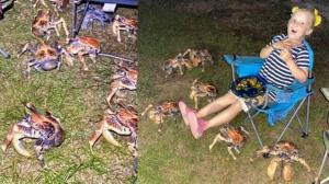 cangrejos-gigantes-ataque-comida-fotos