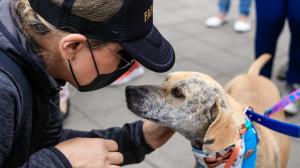 feria de adopción animal