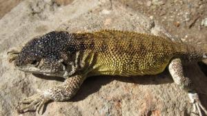 Descubiertas dos nuevas especies de lagartijas en el Machu Picchu