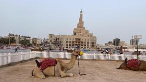 Si le da pereza o se quedó sin dinero para el tour por el desierto, puede tomarse la foto en el centro de Doha con el camello.