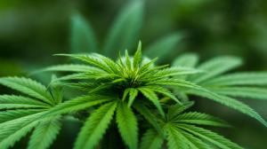 Imagen blur-cannabis-close-up-606506