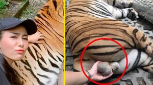 tigre-testiculos-foto-viral