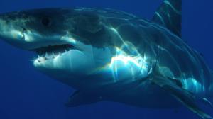 tiburon-blanco-depredadores-orcas-corazon-testiculos-higado