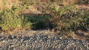 El cuerpo de la colombiana Katherine Jiménez Parra fue hallado junto a un canal de agua, en un sector desolado de Durán.