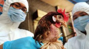 Se detectó un brote de gripe aviar en Mai Po.