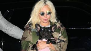 El miércoles mataron al cuidador de perros de Lady Gaga.