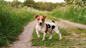 jack-Russell