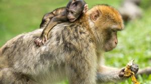 Buscan reducir el colesterol en monos.