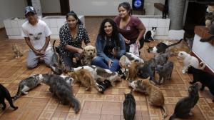 Refugio gatos - Maltratados - Quito