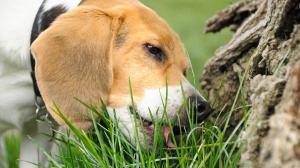 mascotas-perros-comer-hierba-causas-XxXx80