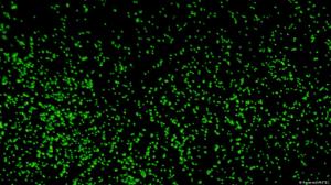 Científicos descubren un microbio marino que produce oxígeno en la oscuridad