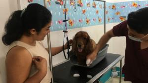 Ozonoterapia para perros