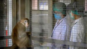 Perú declara alerta por la viruela del mono pese a no haber detectado casos