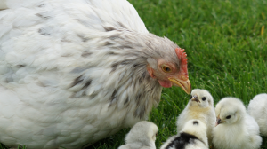 El cannabis podría evitar el uso de antibióticos en pollos, según estudio