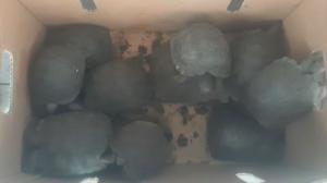 Iguanas doradas y 84 tortugas encontradas en embarcación pasaron a custodia del Ministerio d