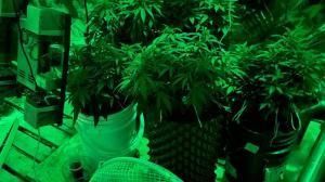 Cannabis medicinal - Legislación - Quito