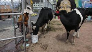 Vacas robadas - Quito - Policía