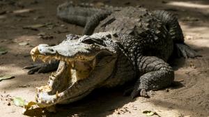 Una mujer murió en Florida al caer a un estanque con caimanes