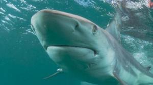 Una mujer es atacada por un tiburón en las costas de Florida