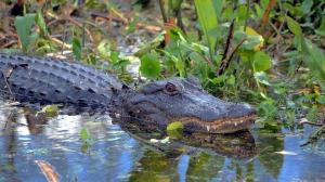Sacrifican a los 2 caimanes que mataron a un anciana de 80 años en Florida