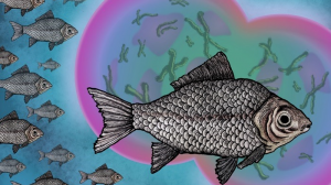 El pez que "secuestra" espermatozoides ajenos y que le dan ventaja invasora