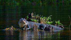 Un nuevo ataque de caimán en Florida deja herida a una niña de 13 años
