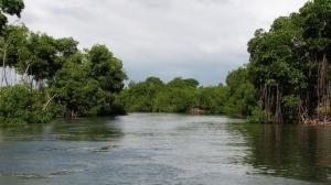 Alertan de que la Tierra ha perdido un tercio de los manglares que existían