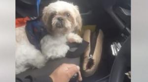 Colombia: Abandonaron a perrito en un taxi con instrucciones y todo