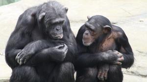 Los chimpancés, como los humanos, usan la comunicación para cooperar mejor