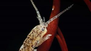 Un pequeño crustáceo poliniza las algas, como hacen las abejas en tierra