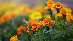 close-up-of-marigold-blooming-in-pots-at-greenhouse