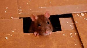 Científicos chinos diseñan roedor con reordenamientos cromosómicos completos