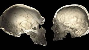 Los humanos modernos generan más neuronas que los neandertales