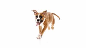 studio-shot-of-cute-dog-american-staffordshire-terrier-running-isolated-over-white-background