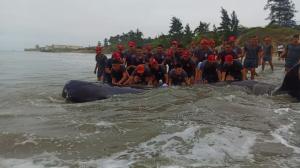 Militares devolvieron una orca al mar