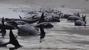 Unas 230 ballenas varadas en una remota playa de isla australiana de Tasmania