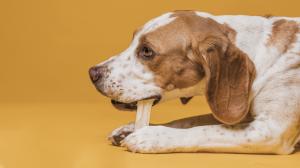 portrait-of-cute-dog-eating-bone