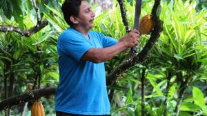 cacao agricultor
