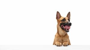 El perro pastor belga malinois es uno de los mejores perros que cumple los requisitos como protector.