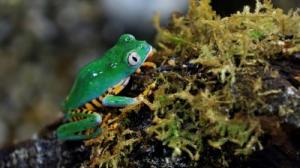 Describen una nueva especie de rana en Ecuador