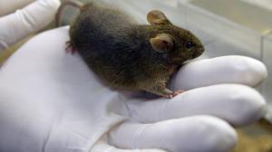 Implantan "minicerebros" derivados de células humanas a ratas bebés